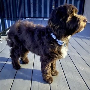 Meet your Posher, Nelson